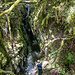 Die Ameliebste in der Klamm.