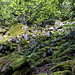 Am P. 1050 biegen wir links ab ins Gewann Oberer Wasserfall. Hier wendet sich unsere Runde (teils steil abfallend) nach Süden, zum Lac d’Alfeld. Weil die Karte hier von Oberer, Mittlerer, Unterer Wasserfall spricht (lustigerweise bekommen auf den französischen topographischen Karten nicht alle Eigennamen aus deutschen Zeiten einen französische Entsprechung), hofften wir auf sogar mehrere Wasserfall-Begegnungen. Aber es gibt wohl nur einen einzigen im unteren Drittel dieses Gebiets. Und hier oben nur diesen Blockfall.