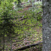 Aber auch hier entlang haben wir schummrige Wald-Momente wie diesen.