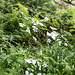 Nach einem Kaltgetränk dort können wir schonmal die Rucksäcke deponieren und gehen, nur mit Kamera und Regenzeug bewaffnet, noch auf eine kleine Runde weiter. Im Bild: Sternmiere (Stellaria).