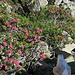 Auch hier blühen noch viele Alpenrosen
