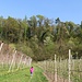 durchs Lavasontal