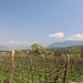 viel Wein bei Kaltern