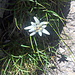 Eines von mehreren Edelweiss am Gross Lobhorn ... Augen offen halten für die Natur ;-)