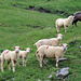 Schafe bei der Schäferhütte.