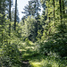Rechts einen nicht oft benutzten Forstweg herauf. Er führt uns nah an den Fuß eines ersten felsigen Terains im Gewann Sickenwald.
