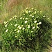 Hieracium intybaceum All.
Asteraceae

Sparviere viscoso 
 Epervière à feuilles de chicorée 
 Weissliches Habichtskraut, Zichorien-Habichtskraut