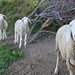 pecorelle family