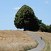 Sommer im Saarland