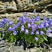 Glockenblumen