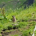 Murmli (1)