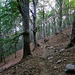 Bosco di faggi
