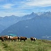 Mucche al pascolo che si godono un panorama di prim’ordine a partire dalle montagne in alto a destra, che chiudono il circo sommitale della Valle dei Ratti.