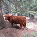 Nel bosco abbiamo trovato diversi esemplari anche con i vitelli, che probabilmente si stavano un po’ riparando dal caldo.