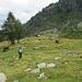 Dopo aver “bighellonato” nei dintorni della baita, ci siamo diretti verso la grande e panoramica croce di legno nei pressi della Cima Scoggione, incrociando diversi esemplari di mucche scozzesi al pascolo.