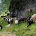 Capre sul traverso Baita di Lago - Alpe Legnone (1.5Km)