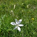 kleine feine Lilie  ...