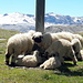 wo sich die Schafe an einem Masten versammelt haben