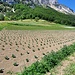 Piantagione di verza, ma si attraversano campi di patate, piselli, camomilla, sedano