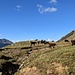 Eine Schafherde auf ca. 2.700m