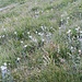 Edelweiss-Paradies