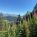 Nun gewinnt man stetig an Höhe. Im Vordergrund: Weidenröschen.<br /><br /><br />