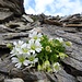 auf dem Rückweg: hübsche Alpenblumen 1