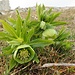 Elleboro verde, Helleborus viridis.