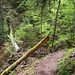 Rückweg über schönen Steig