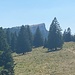 Bei der Crêt de la Neige sehen wir im Rückblick den Chasseron mit seiner gegen Norden abfallenden Felswand.<br /><br /><br />