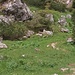 Murmeltiere im Gumpenkarjoch