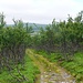 Erster Wald, wenn man von Norden kommt 