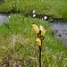 Noch zu bestimmende Blume