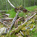 Relikte der Hütte Botnen