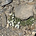 erste Vegetation