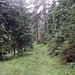 Ich frage mich: das soll ein vielbegangener Pfad sein von Schnarnitz auf die Arnspitze? 
