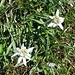 Wandern in Edelweiss unterhalb Pt. 2505