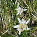 Zahlreiche Edelweiss bis zur Orgel Pt. 2505