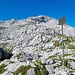 Landesgrenze, noch kurz vor dem Gruobenpass, also gleich hoch ins Karstlabyrinth