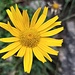 Gelbe Blume unterm Gäle Chopf