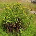 Erebia pronoe (Wasser-Mohrenfalter) auf Senecio ovatus (Fuchs' Greiskraut)