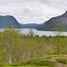 Kaitumjaure