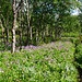 erste Wälder