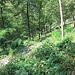 La salita si svolge su comodo sentiero, nella prima parte in un bosco misto abbastanza aperto.