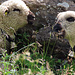 Schafe bei der Alp Obere Träsmeren.