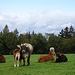... mit tierischer Idylle