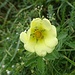 schmucke Blume ...