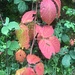 herbstlich gefärbt ...