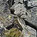 Auf über 2800m wächst auf dem Gipfelgrat des Distelhorns tatsächlich ein kleiner Baum aus der Felswüste. 