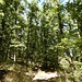 Herrlicher Wald hier.